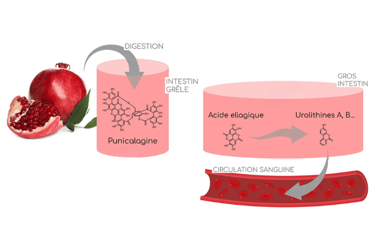 Punicalagine actif de la grenade